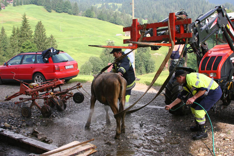 Rettung Kalb_15